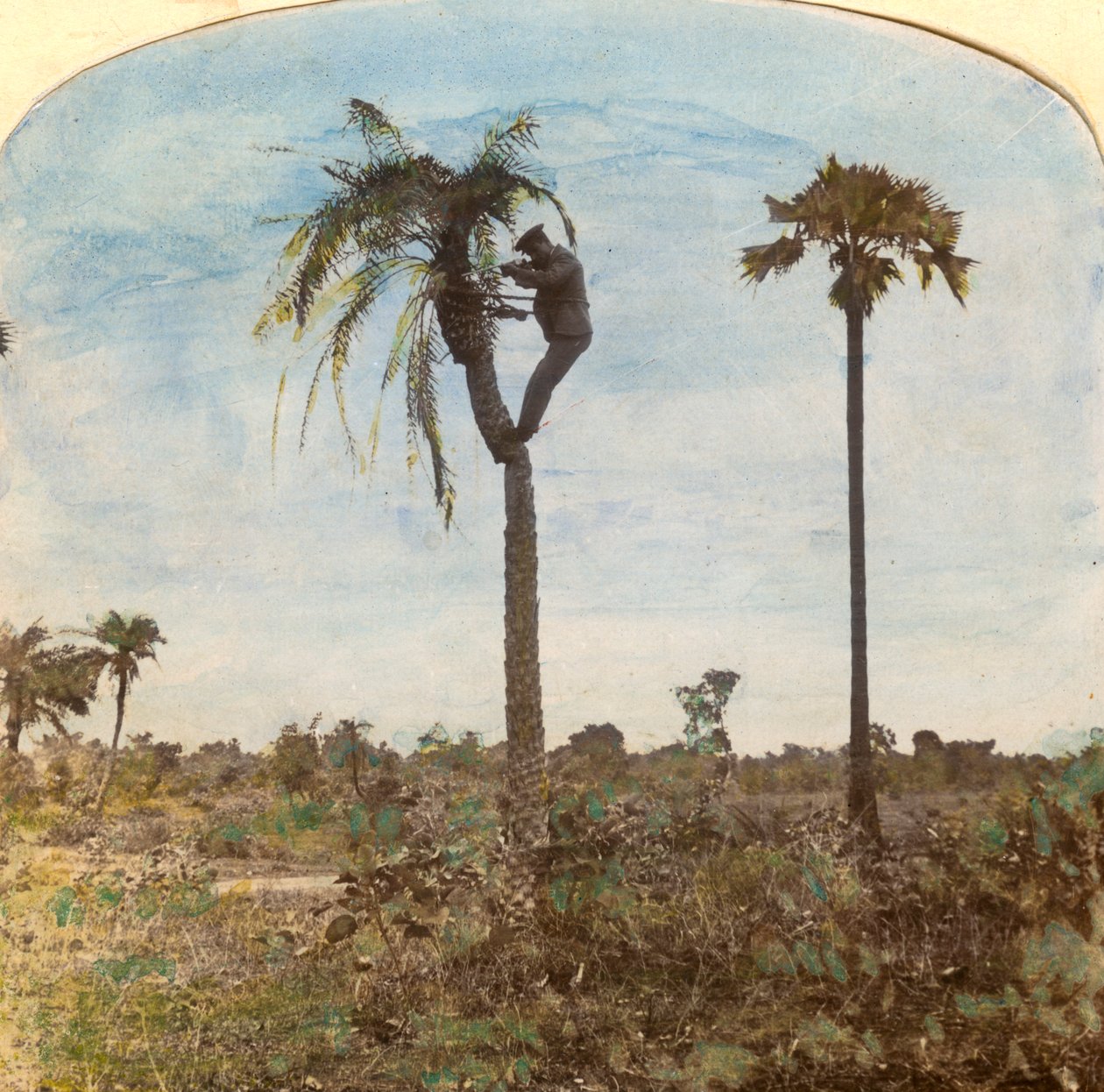 Kapten Osman skjuter från ett träd med hjälp av remmar, Indien, 1900-talet av Unbekannt