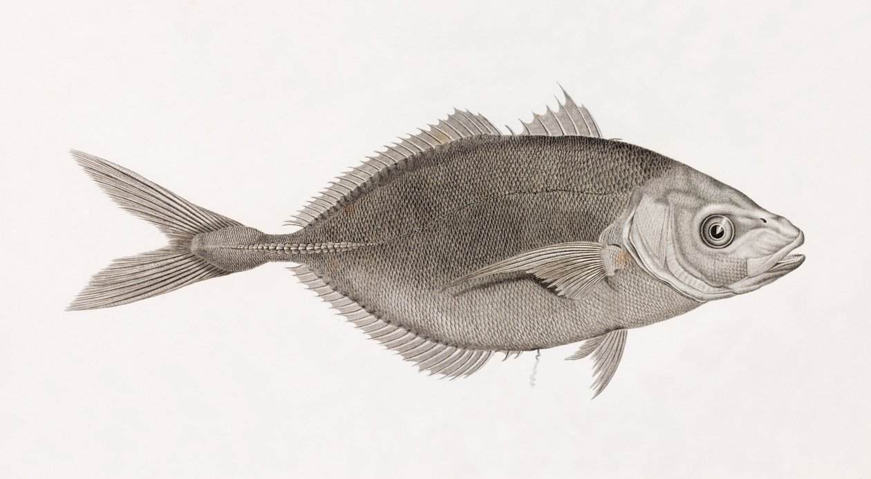 Caranx Lune, närbild av Unbekannt