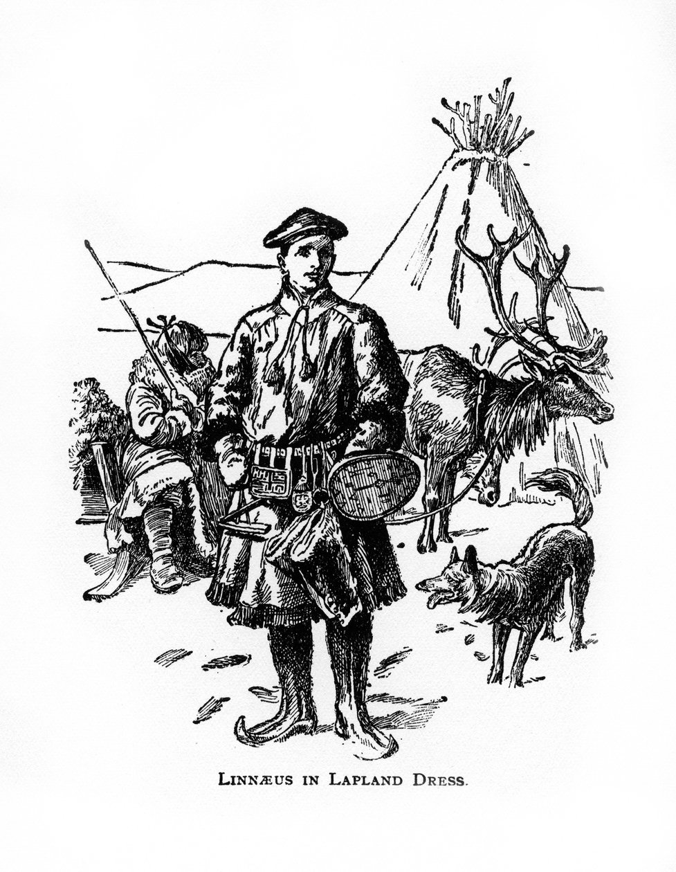 Carolus Linnaeus, svensk botaniker, läkare och zoolog från 1700-talet, 1900-talet av Unbekannt