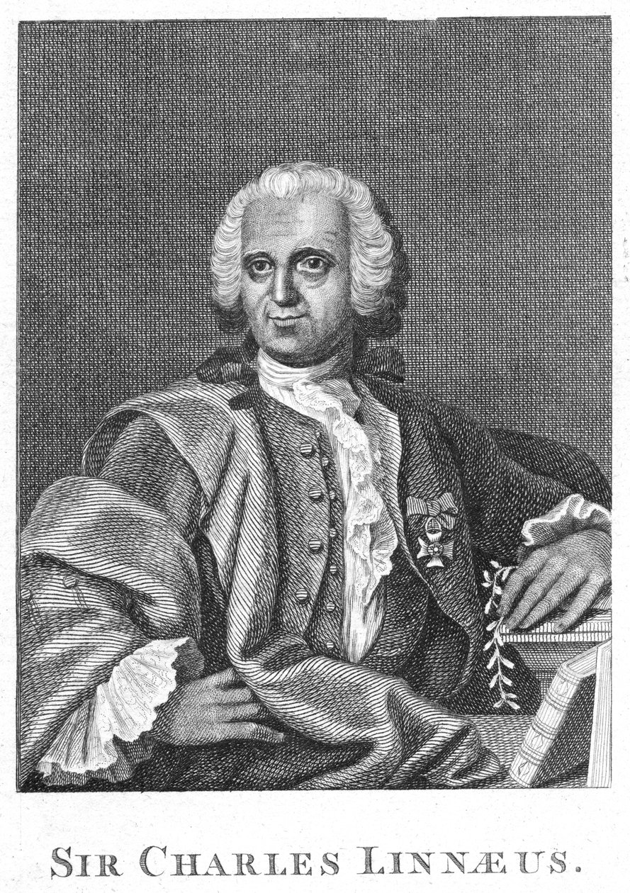 Carolus Linnaeus, svensk naturforskare från 1700-talet av Unbekannt