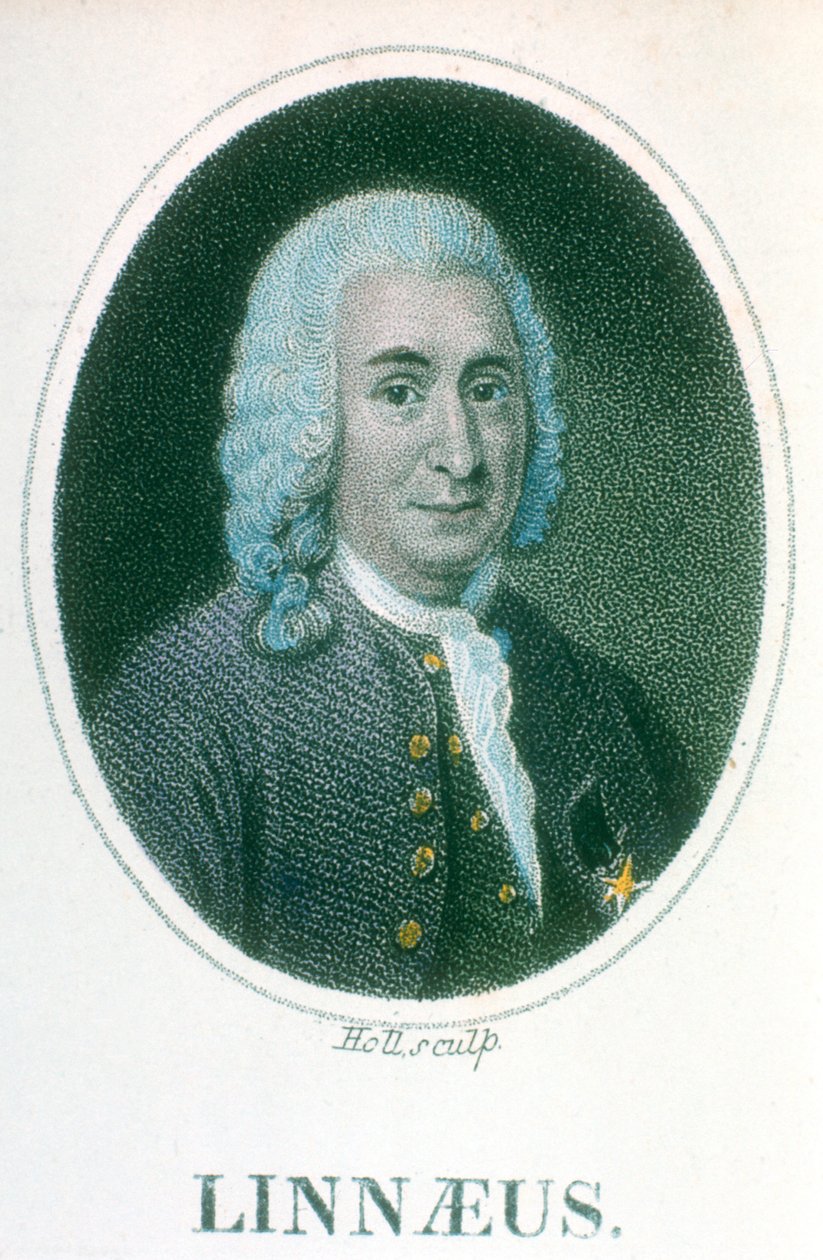 Carolus Linnaeus, svensk naturforskare från 1700-talet, tidigt 1800-tal av Unbekannt