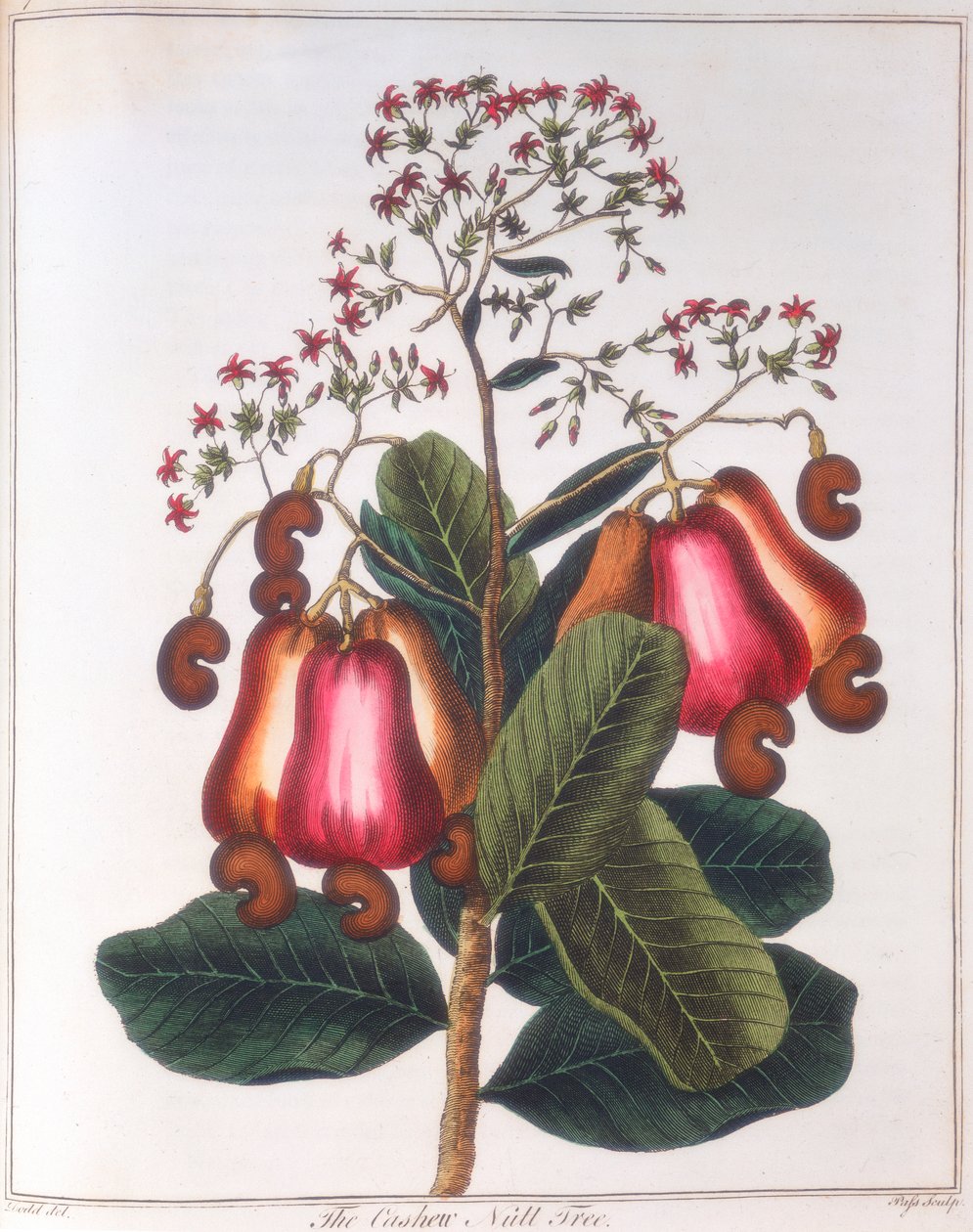 Cashewnöt - Anacardium occidentale, c1798 av Unbekannt