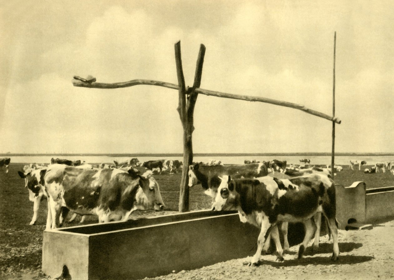 Boskap som dricker vid ett tråg, Burgenland, Österrike, c1935. av Unbekannt