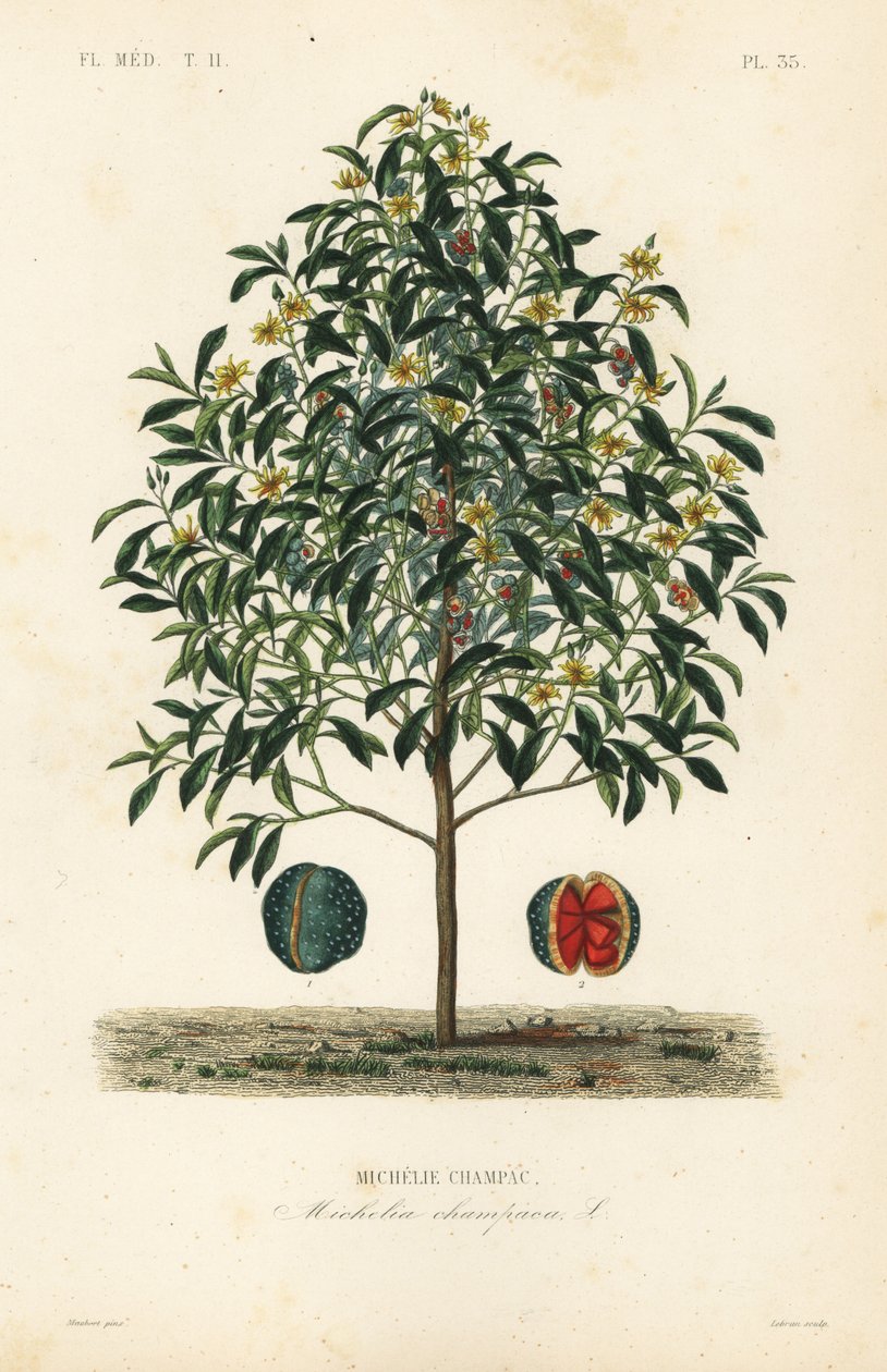 Champakträd, Magnolia champaca, Michelia champaca, Michelie champac av Unbekannt