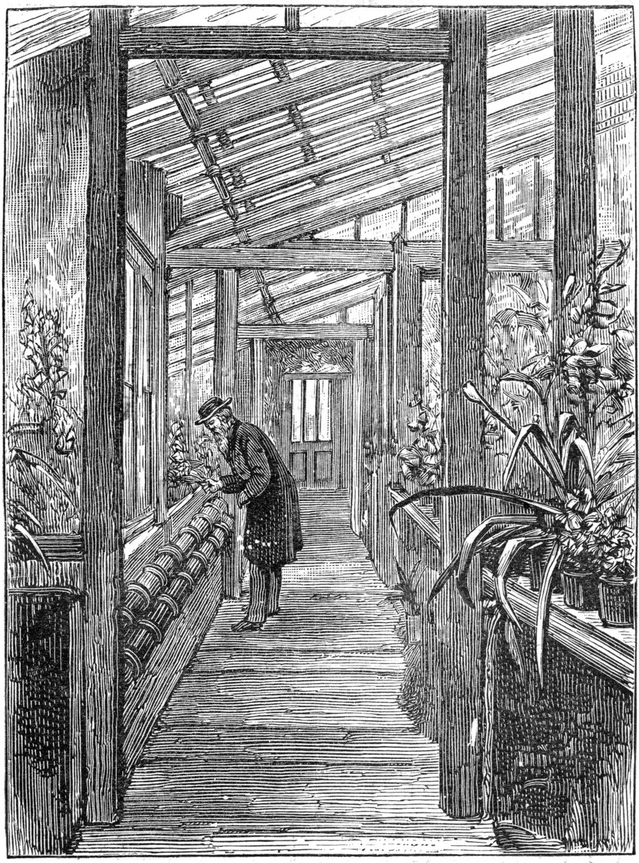 Charles Darwin 1809-1882, engelsk naturforskare, i sitt växthus av Unbekannt