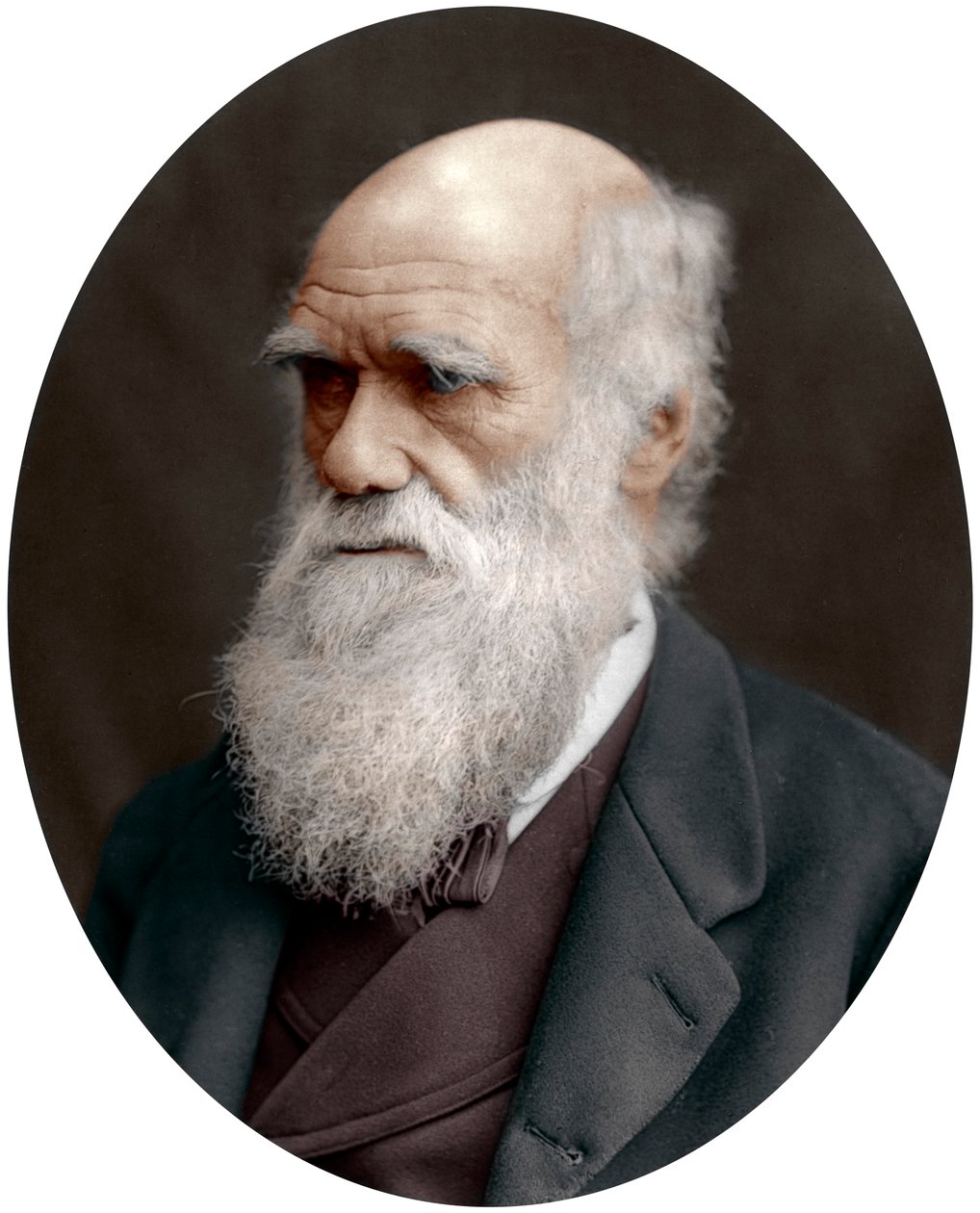 Charles Darwin, brittisk naturforskare, 1878 av Unbekannt