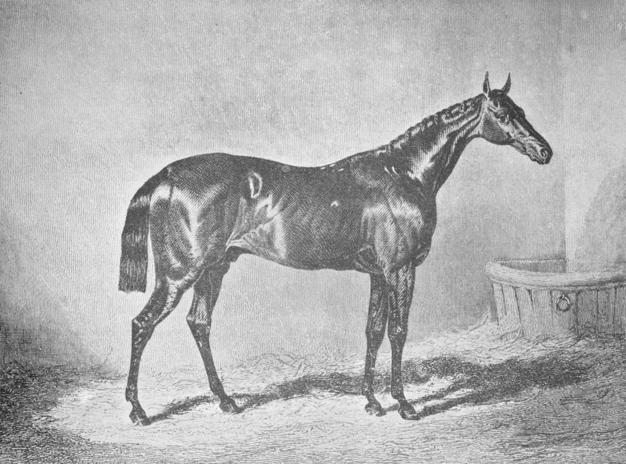 Karl XII, vinnare av St. Leger 1839, 1911 av Unbekannt