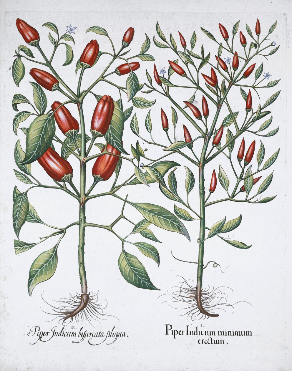 Chilipepparväxter, 1613 av Unbekannt