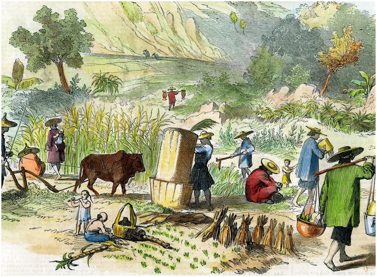 Kinesisk skörd, Hong Kong, c1875 av Unbekannt
