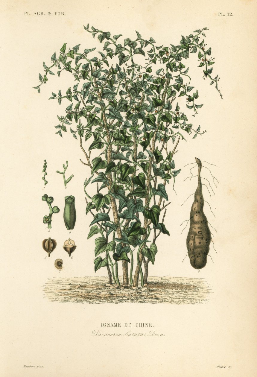 Kinesisk jams eller kanelvin, Dioscorea polystachya, Dioscorea batatas, Igname de Chine av Unbekannt