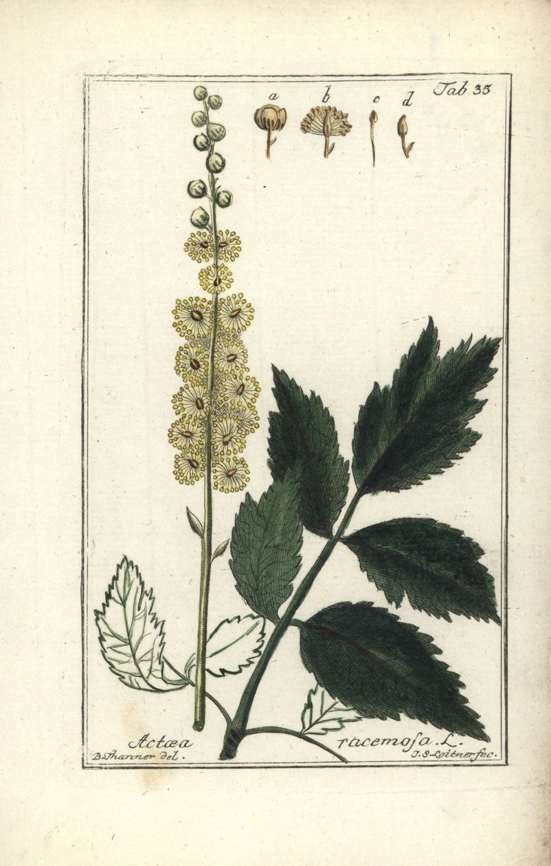 Cimicifuga Cimicifuga racemosa eller Black cohosh, Actaea racemosa (actee en grappe) av Unbekannt
