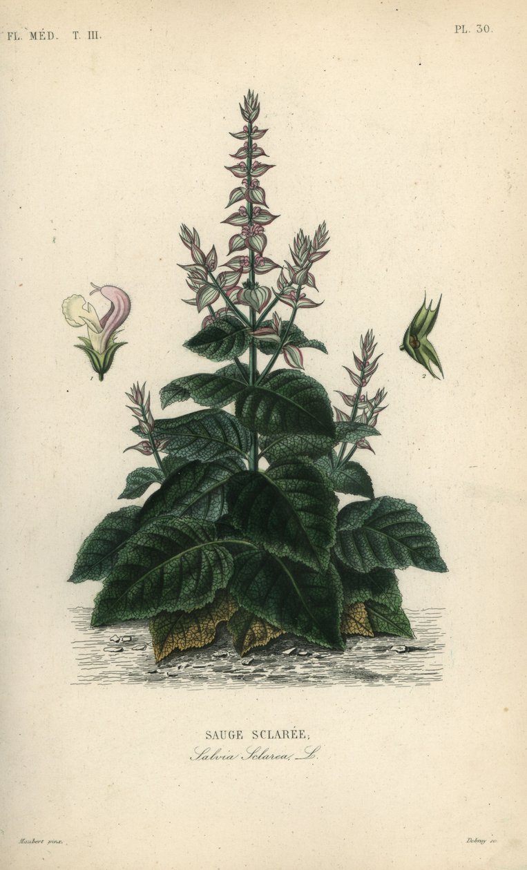 Salvia, Salvia sclarea, Sauge sclaree av Unbekannt