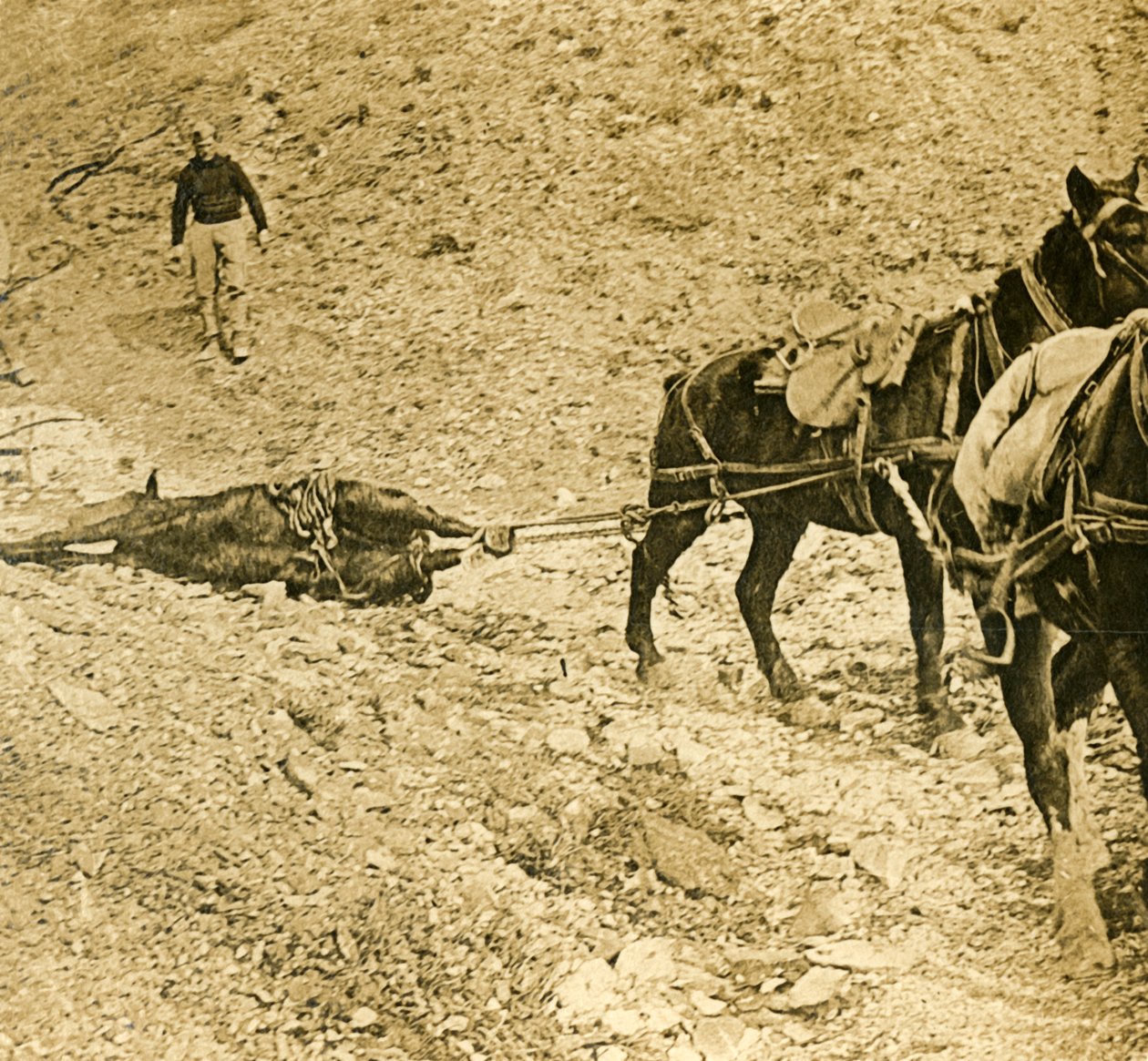 Rensa slagfältet, c1914-c1918 av Unbekannt