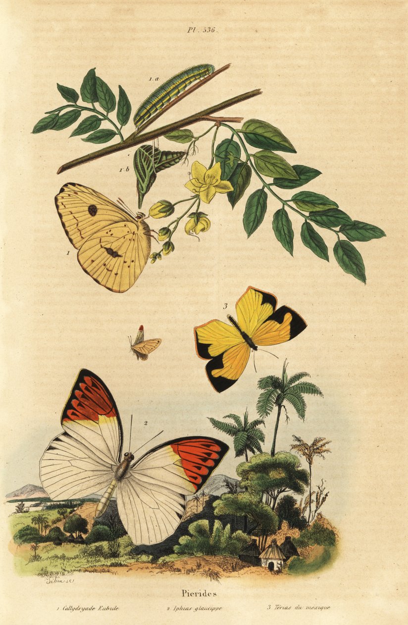 Molnfritt svavel, Phoebis sennae 1, stor orange spets, Hebomoia glaucippe 2 och mexikansk gul, Eurema mexicana 3 av Unbekannt