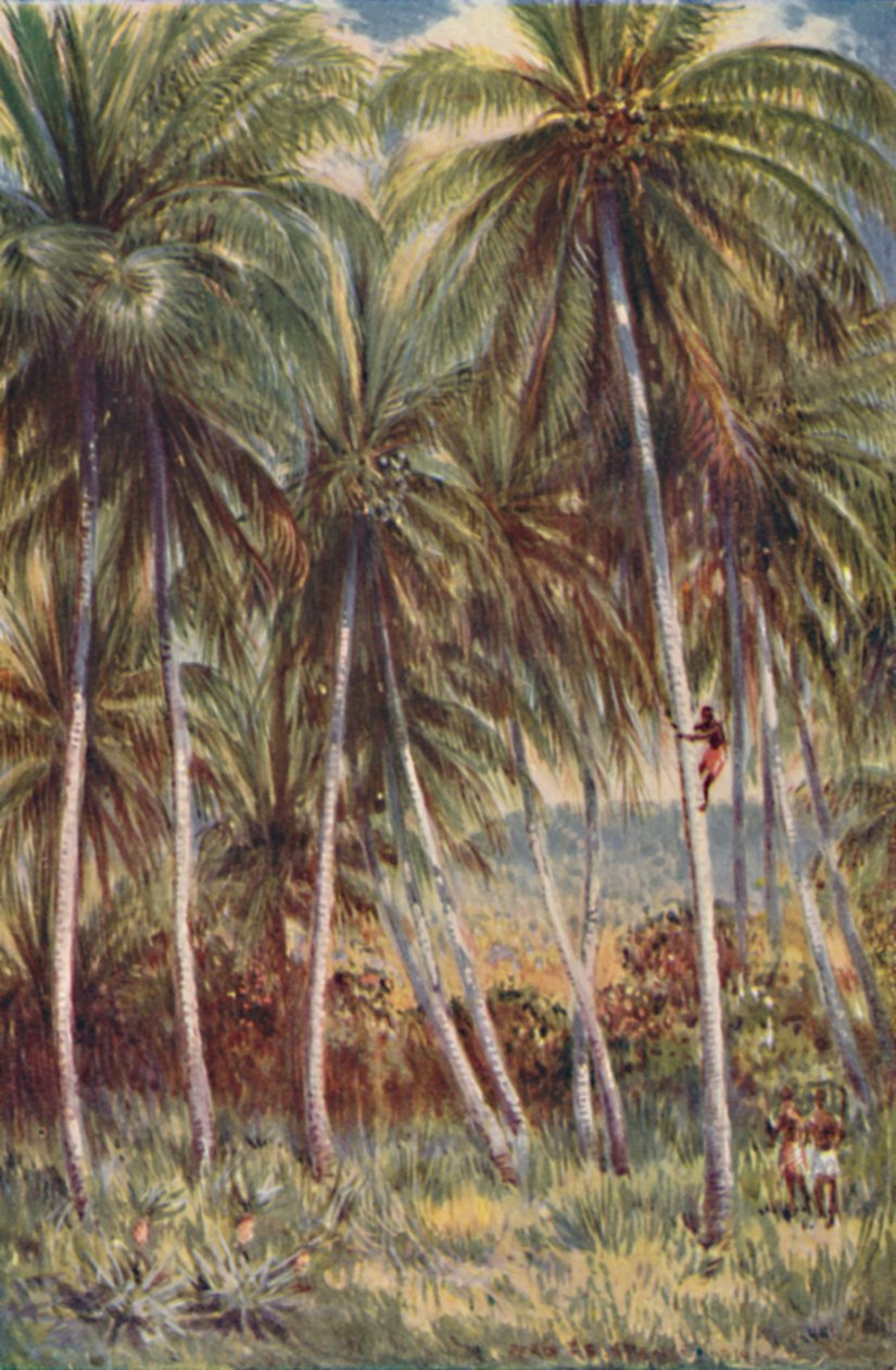 Coco-Nut Palms i norra Queensland, 1923. av Unbekannt