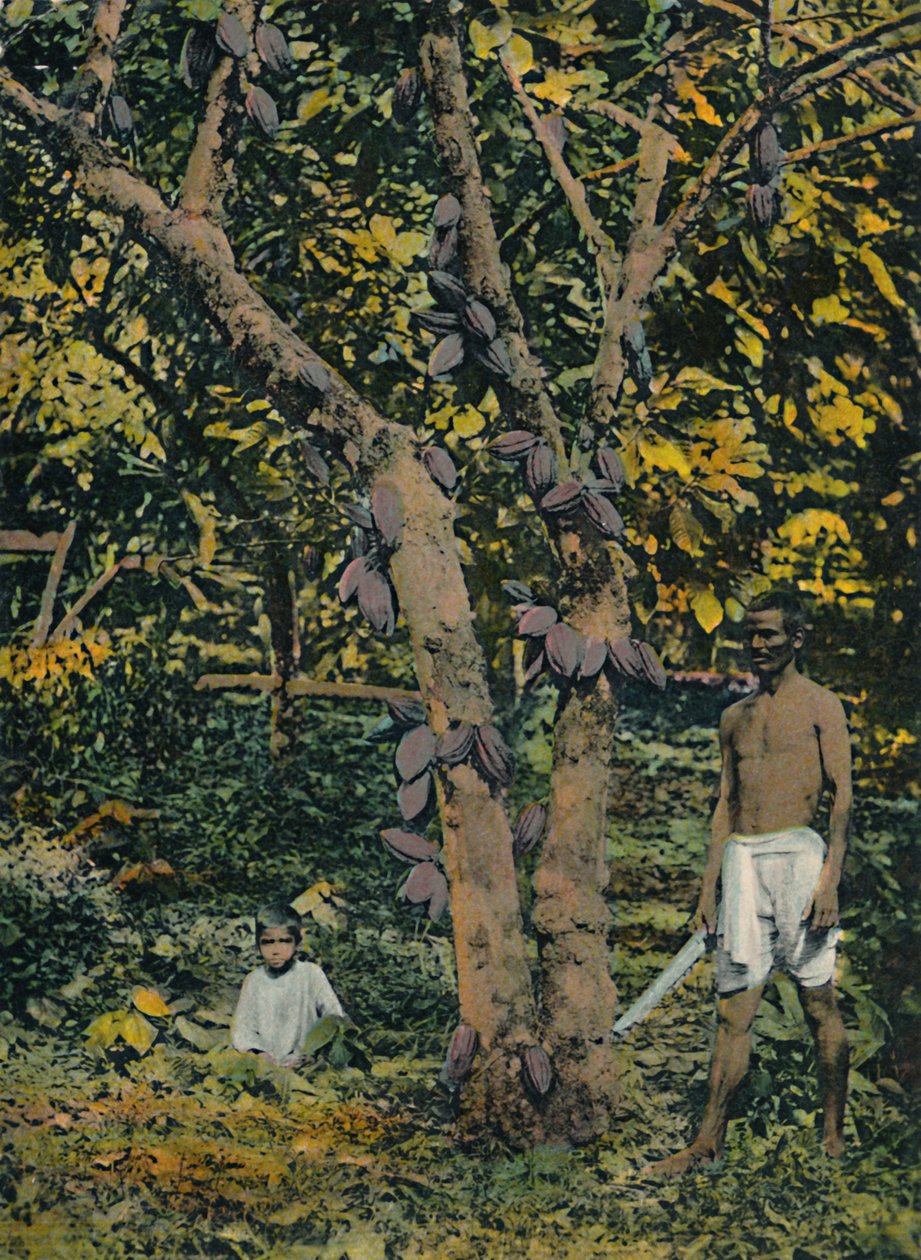 Kakao i full bäring, Trinidad och Tobago, c1914. av Unbekannt