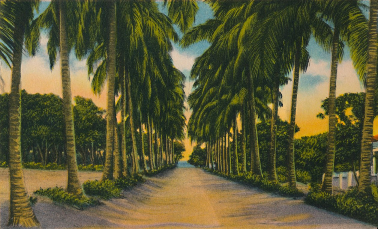 Coconut Avenue, Barranquilla, c1940-talet, av Unbekannt