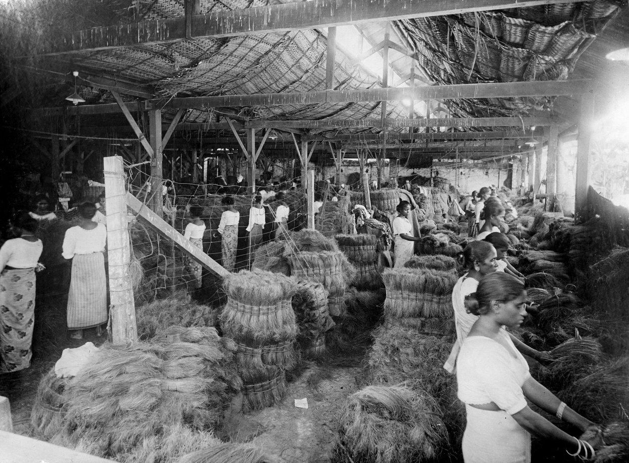 Kokosnötsproduktion, Indien, 1900-talet av Unbekannt