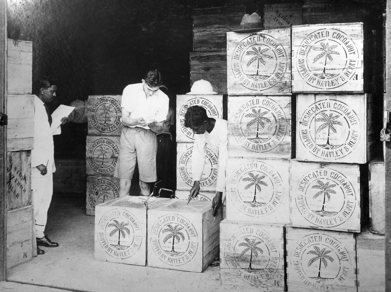 Kokosnötsproduktion, Indien, 1900-talet av Unbekannt