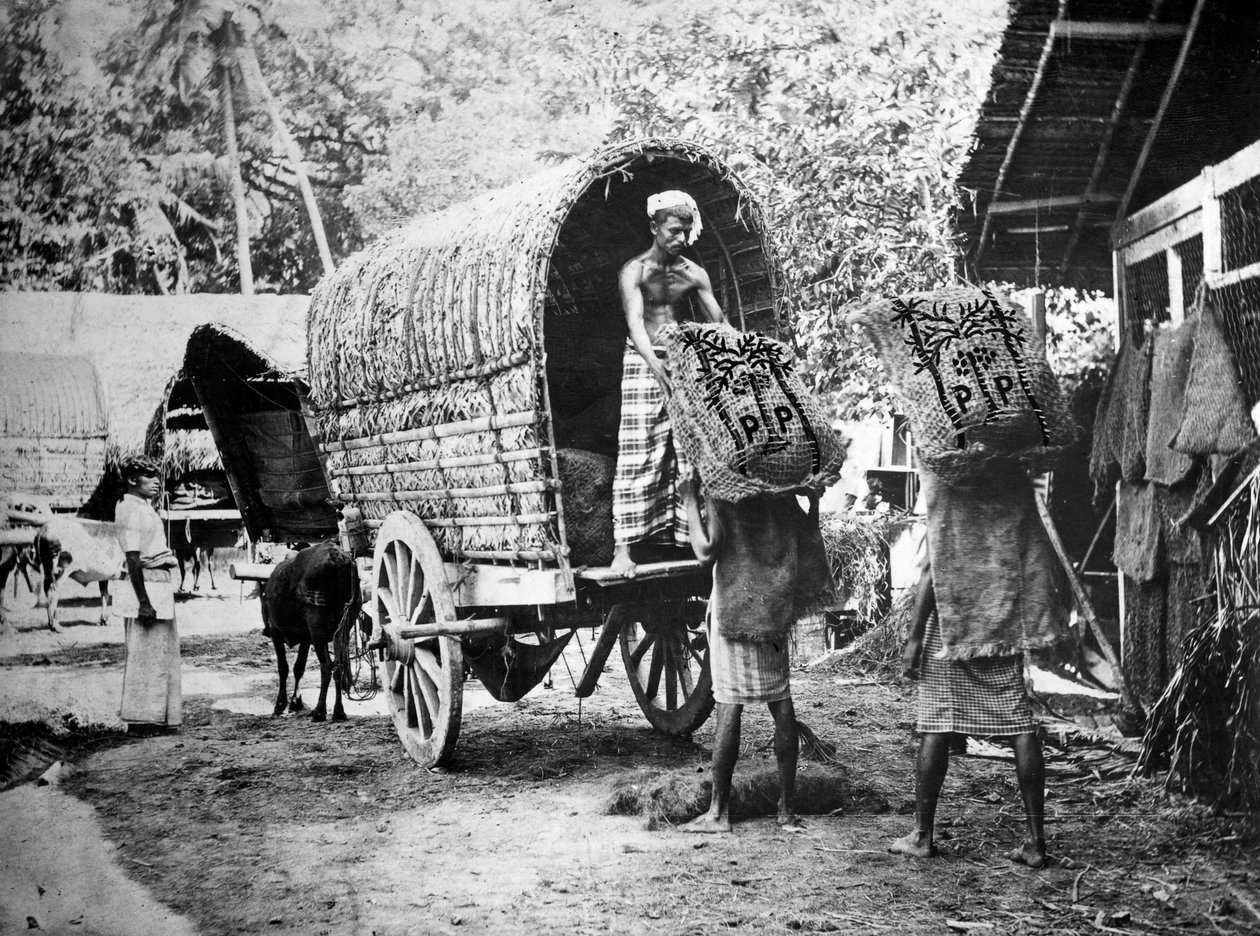 Kokosnötsproduktion, Indien, 1900-talet av Unbekannt