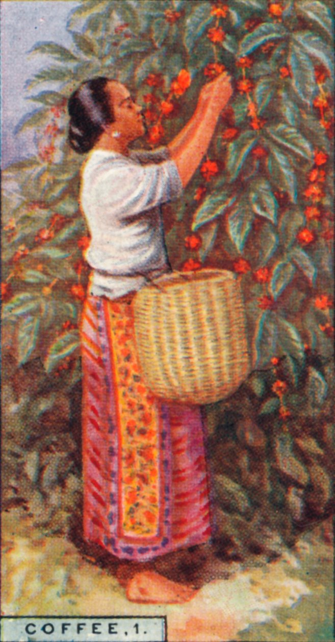 Coffee, 1. - Gathering the Berries, Ostindien, 1928 av Unbekannt