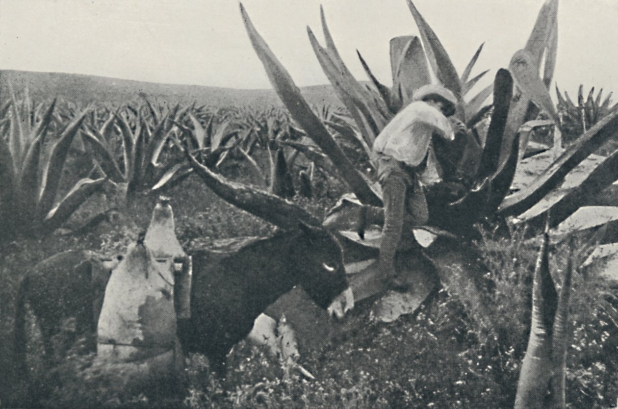 Samlar honungsvatten från en Maguey, 1916 av Unbekannt