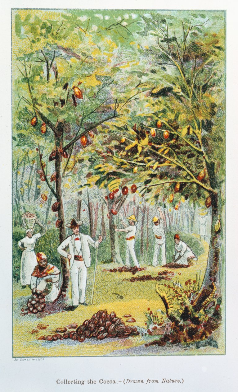 Samla kakao, Venezuela, 1892 av Unbekannt