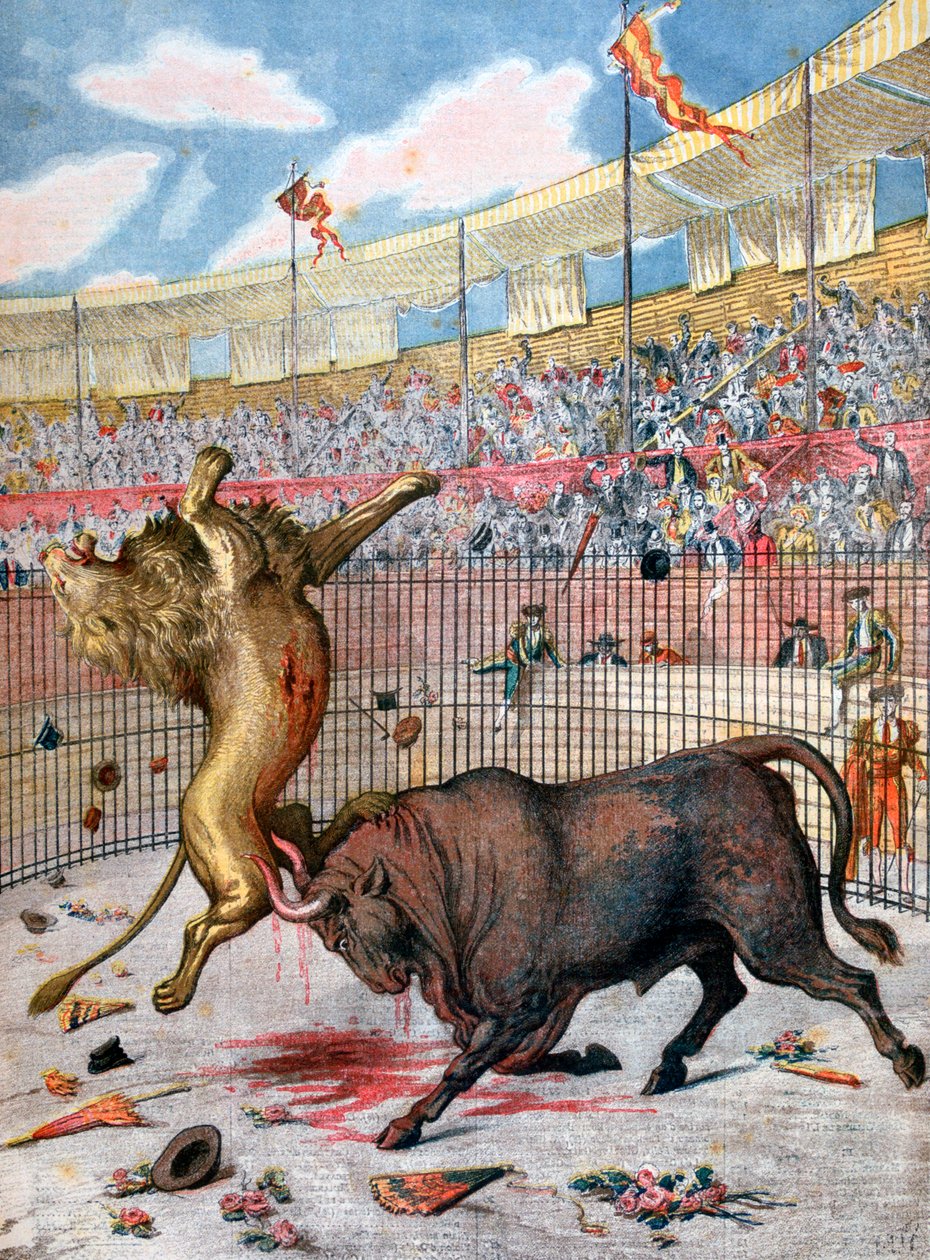 Strid mellan ett lejon och en tjur, Spanien, 1894 av Unbekannt