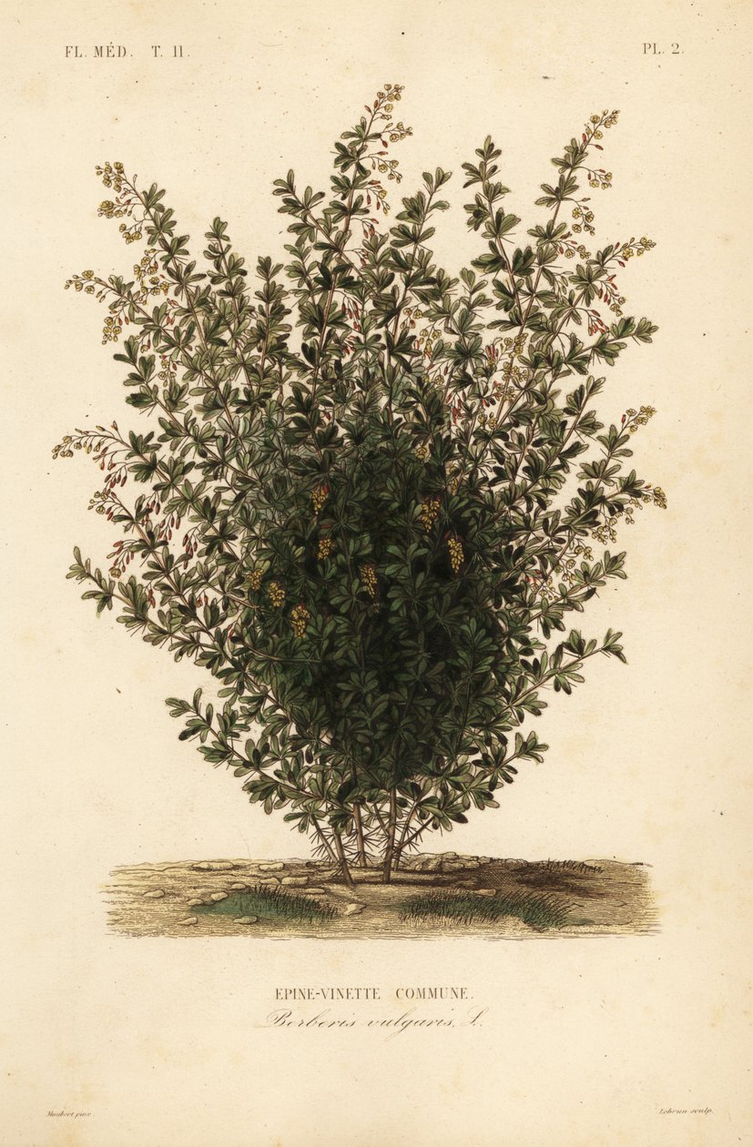 Vanlig berberis, Berberis vulgaris, vanlig berberis av Unbekannt