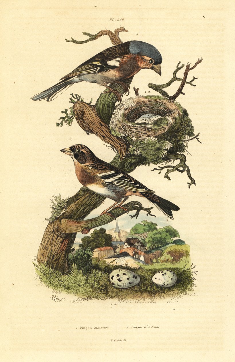 Vanlig bofink, Fringilla coelebs, bo och ägg, och bramling, Fringilla montifringilla med ägg Pinson commun et pinson d