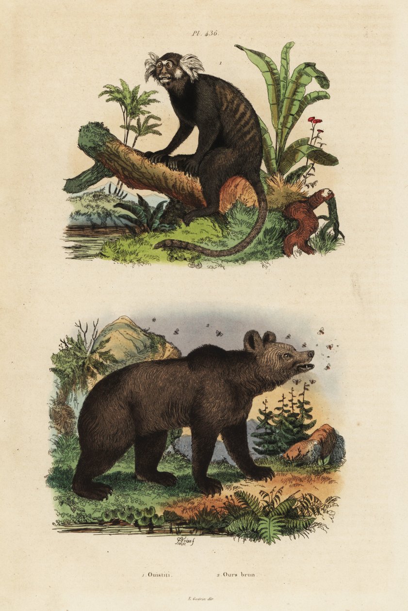 Vanlig silkesapa, Callithrix jacchus 1, och brunbjörn, Ursus arctos, med bin 2 av Unbekannt