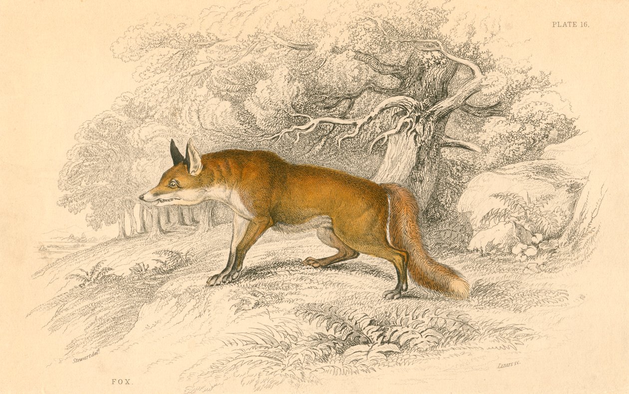 Vanlig eller röd räv Vulpes vulpes, 1828 av Unbekannt