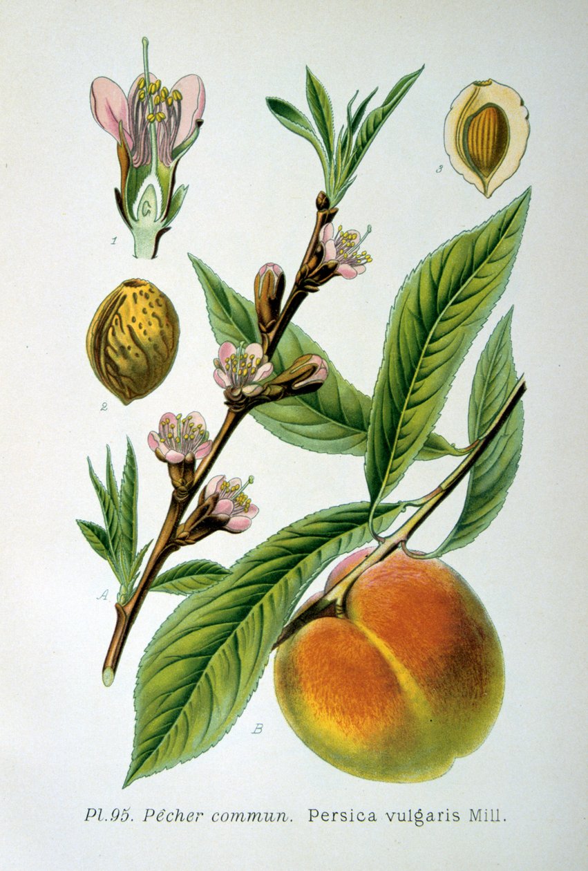 Persika, 1893 av Unbekannt