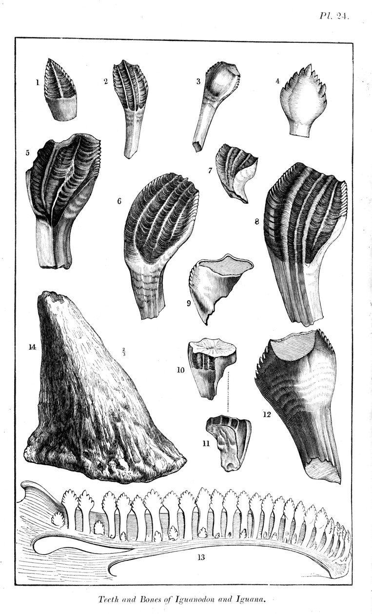 Jämförelse av tänderna på en iguanodon med tänderna på en modern leguan, 1836 av Unbekannt