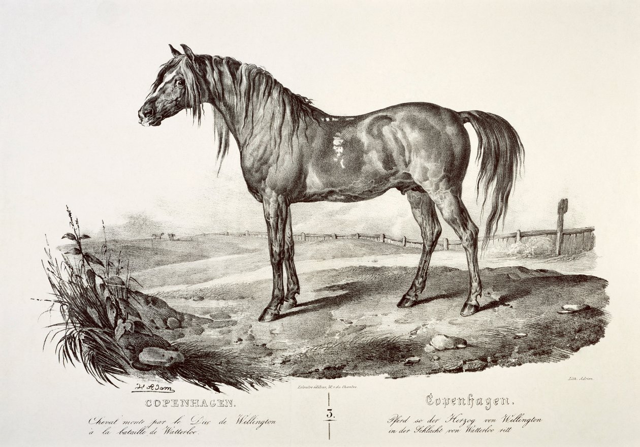 Köpenhamn, hertigen av Wellingtons häst, 1800-talet av Unbekannt