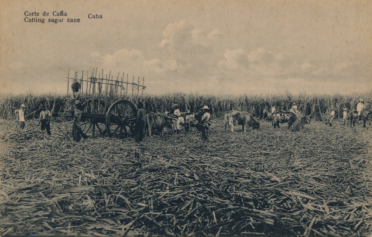 Corte de Cana - Att skära sockerrör - Kuba, c1910 av Unbekannt