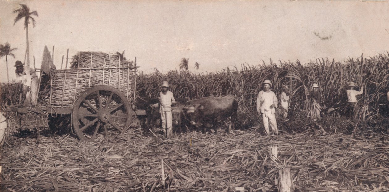Corte de Canna. - Samla sockerrör. Kuba, c1900 av Unbekannt