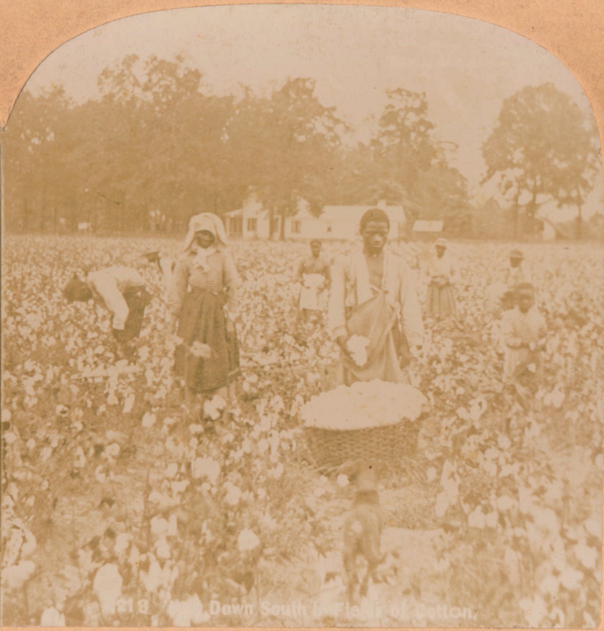 Bomullsplockning., c1900 av Unbekannt