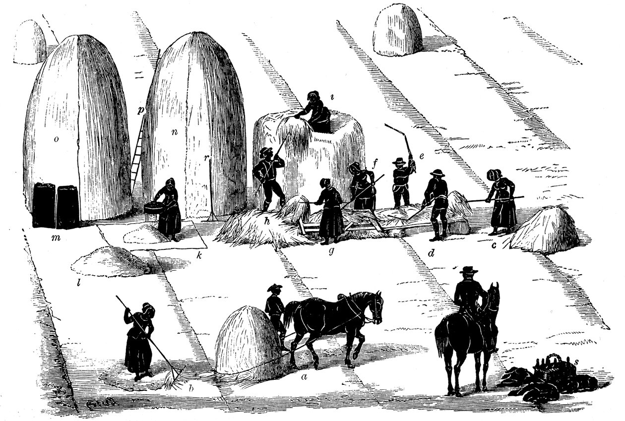 Växtföljd: tröska rajgräs för utsäde, 1855 av Unbekannt