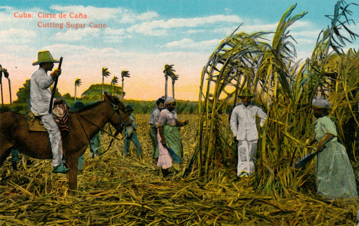 Kuba: Corte de Cana. Att skära sockerrör, c1910 av Unbekannt