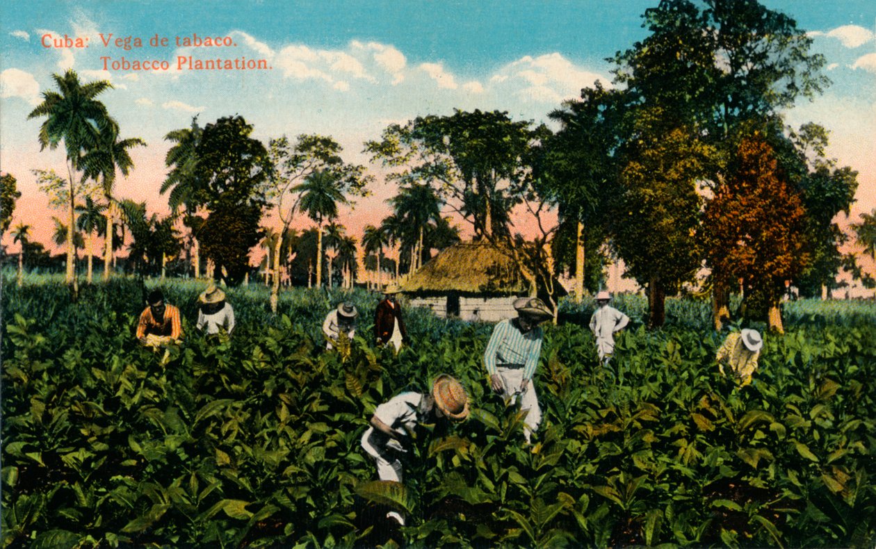 Kuba: Vega av tobak. Tobaksplantage, c1900 av Unbekannt