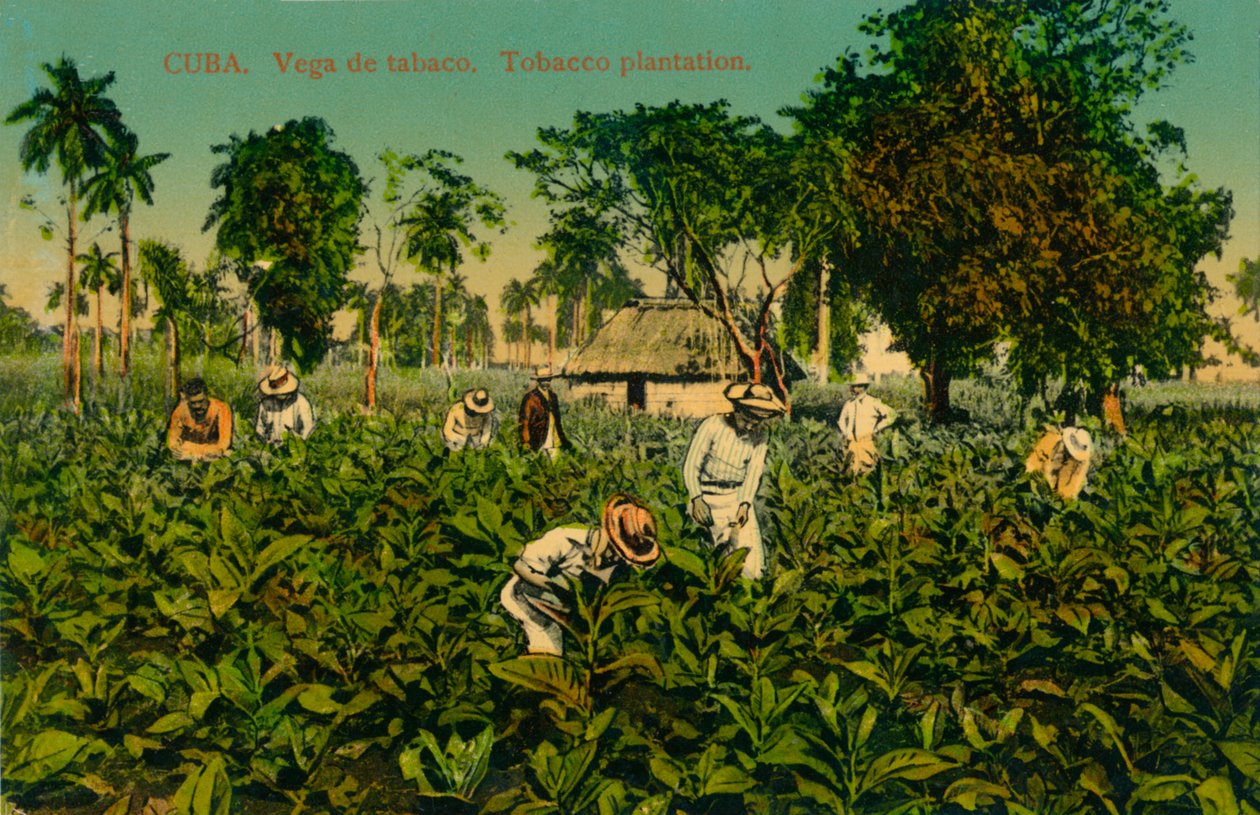 Kuba. Tobaksaffär. Tobaksplantage, c1920-talet av Unbekannt