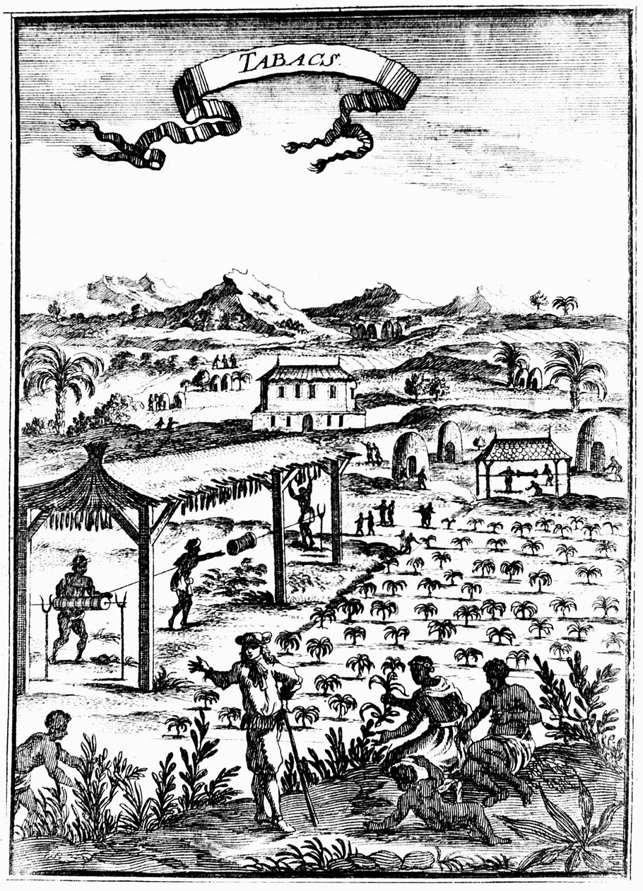 Att odla och bota tobak i Västindien med hjälp av slavarbete, 1686 av Unbekannt