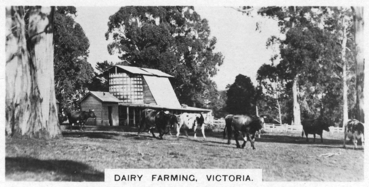 Dairy farming, Victoria, Australien, 1928 av Unbekannt