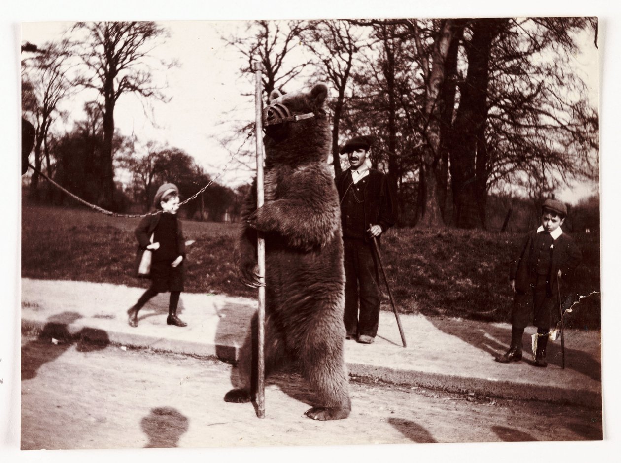 Dansande björn, c 1905 av Unbekannt
