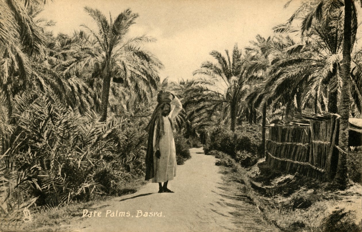 Dadelpalmer, Basra, c1918-c1939. av Unbekannt