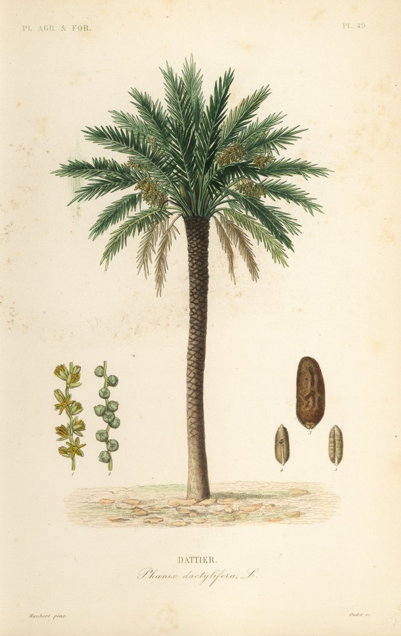 Dadelpalm, Phoenix dactylifera, Dattier av Unbekannt