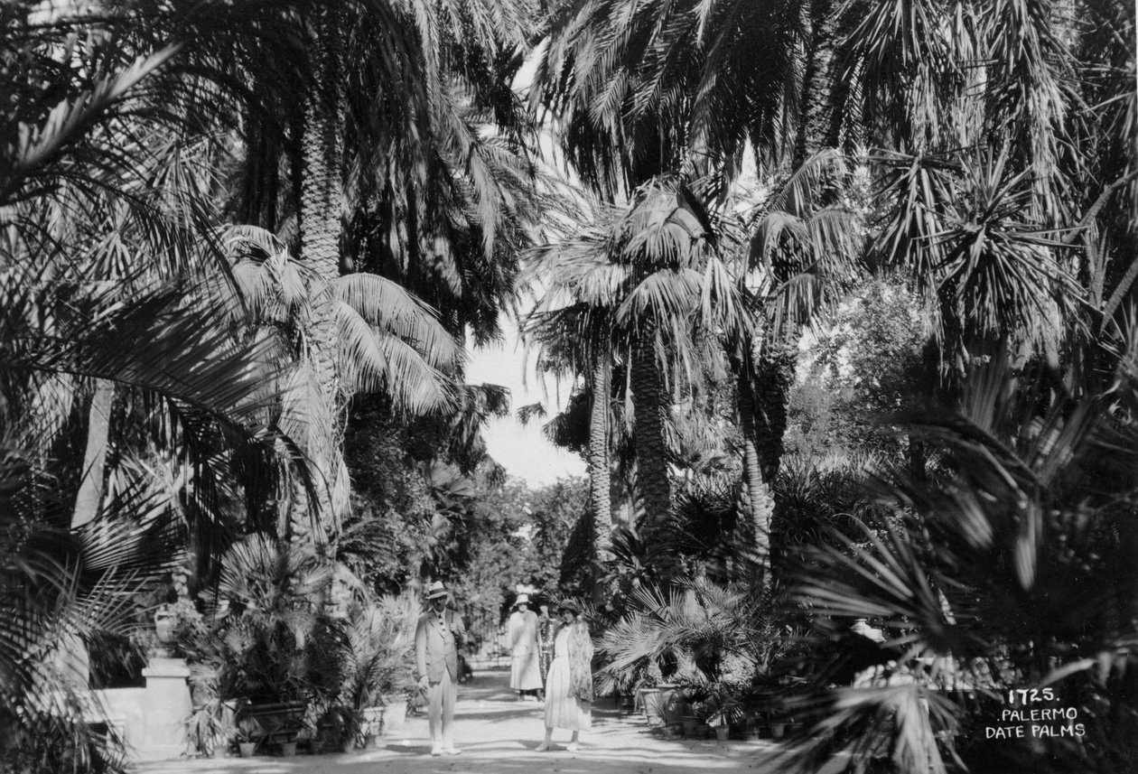 Dadelpalmer, Palermo, Sicilien, Italien, c1920-c1930s av Unbekannt