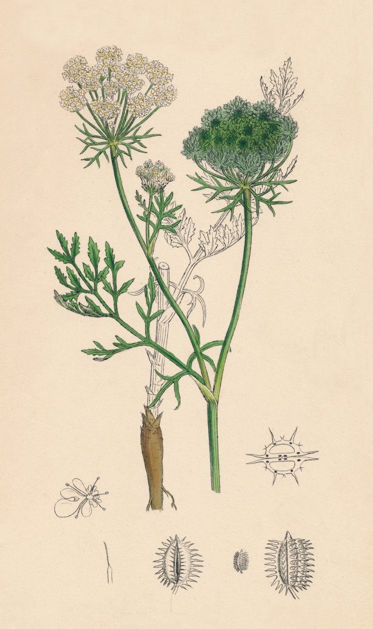 Daucus Carota. Vild morot, 1800-talet av Unbekannt