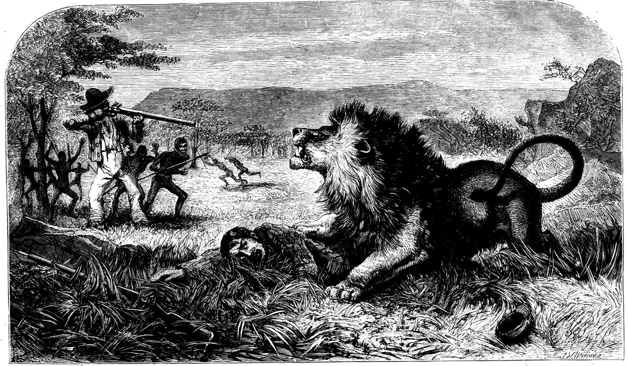 David Livingstone, räddad från ett lejon av Mebalwe, en infödd skolmästare, 1857 av Unbekannt
